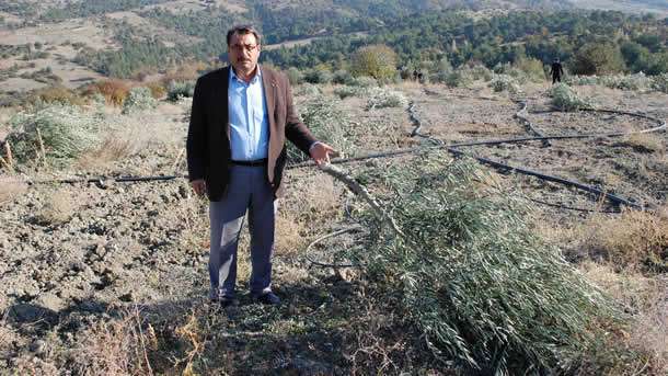Manisa'nın Gördes İlçesi'ne bağlı Kuşluk Köyü'nde, Nurullah Ay'a (45) ait tarladaki 250 zeytin ağacı, kimliği belirsiz kişi ya da kişiler tarafından bir gecede kesildi.