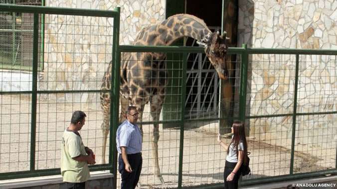 Gaziantep Hayvanat Bahçesi'nde 15 yıldır eş aranan erkek zürafa "Şakir", Kanada'da bulunan dişi zürafanın düşük yapmasıyla yine "bekar" kaldı.