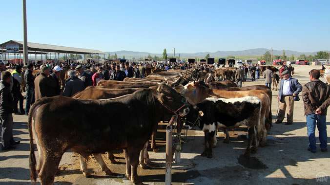 Sivas'ın Şarkışla ilçesinde şap hastalığından ötürü kapatılan canlı hayvan pazarı yeniden açıldı.