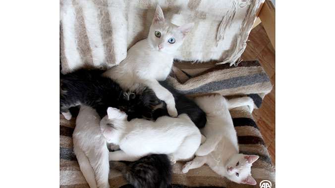 kedi2.jpg