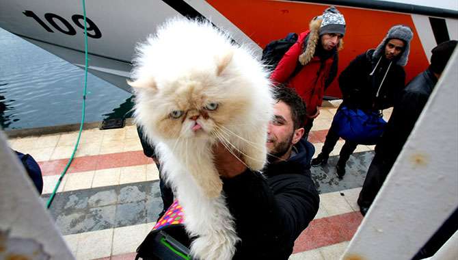 kedi, İran, göçmen, Tarık Kamci