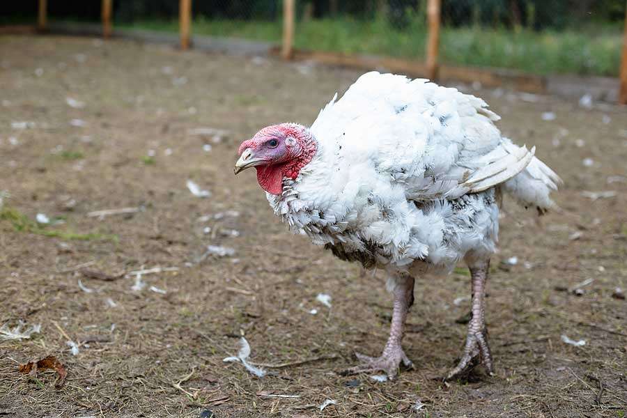 Danimarka’da kuş gribi nedeniyle 4 bin hindi itlaf ediliyor
