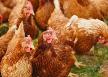 Danimarka’da kuş gribi tespit edilen 40 bin tavuk itlaf edildi