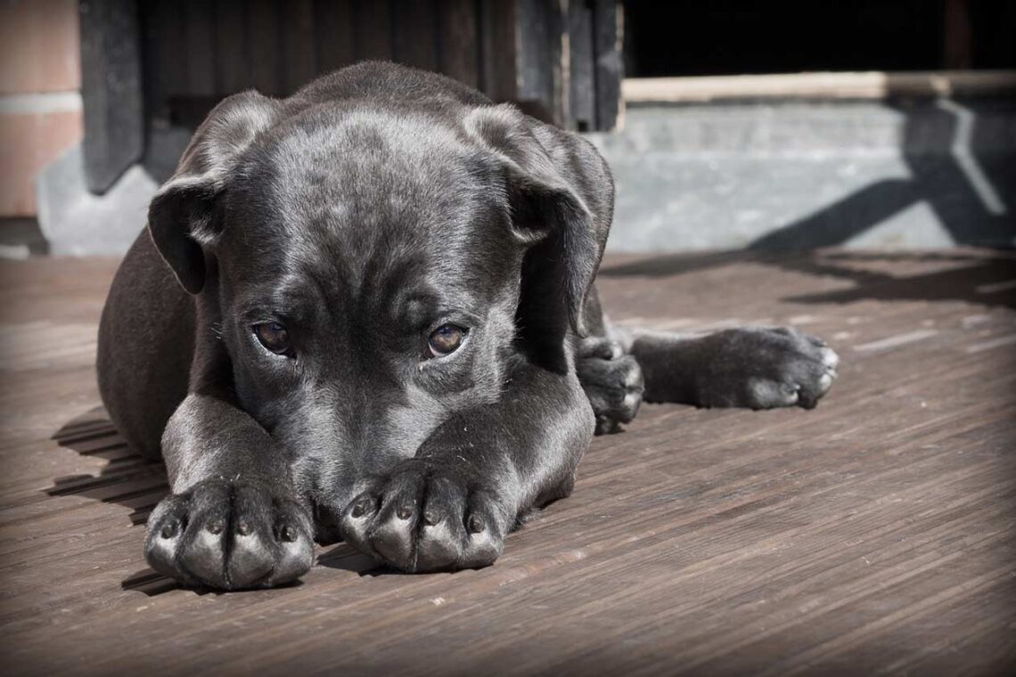 Danimarka’da köpeklerde alerji vakalarında korkutan artış