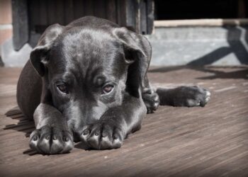 Danimarka’da köpeklerde alerji vakalarında korkutan artış