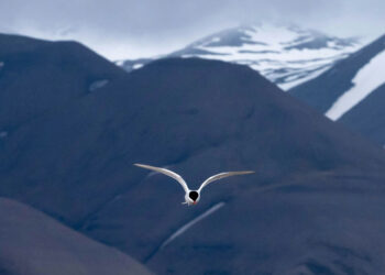 Svalbard’da sıcaklık rekoru kırıldı